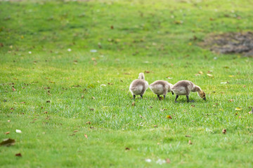 Little cute and fluffy goslings on a beautiful green lawn eat grass and leaves in the spring evening in the rain.