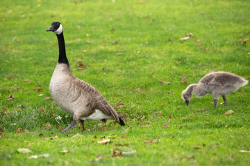 A family of Canadian Geese with 3 newly hatched goslings walking through a field of green grass spring evening. Geese take care of their goslings and teach them to eat and fly.
