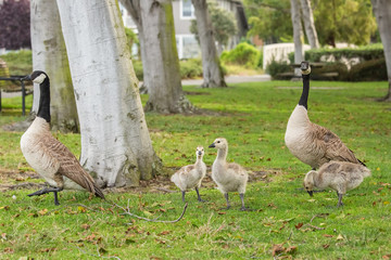 A family of Canadian Geese with 3 newly hatched goslings walking through a field of green grass spring evening. Geese take care of their goslings and teach them to eat and fly.
