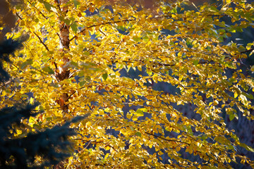 Fototapeta na wymiar golden autumn leaves in the park
