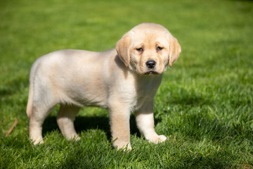 Portrait of a yellow Labrador Retriever puppy standing on a green lawn