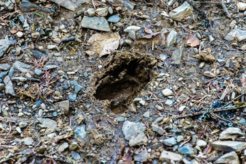 A close-up shot of one hoof print in the mud in a forest of the French Pyrenees