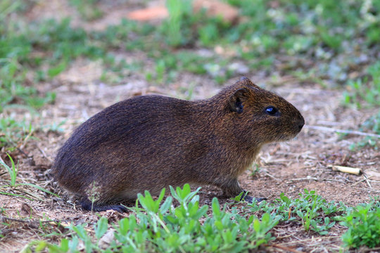 photo of a Brazilian guinea pig (Cavia aperea) in wildlife, resident of an urban area