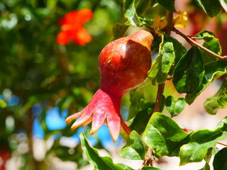 pomegranate on tree
