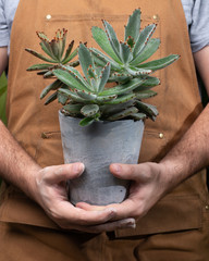 hands of an amateur gardener holding a pot