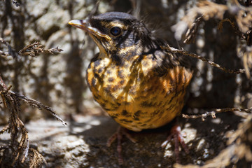 A close up view of a fledgling American Red Breasted Robin.  He is hiding under branches since leaving the nest prematurely.