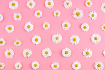 Daisy flowers pattern. Flat lay chamomiles on pink background. Top view