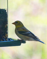 Female Goldfinch perched at a backyard feeder eating bird seed.  Background blurry.