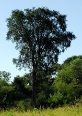 Monte santiago del estero arboles