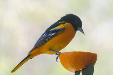 A male Baltimore Oriole perched on the side of an orange.  Close up view.  Background blurred.