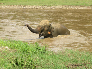 Happy and playful elephant in the river splashing around.