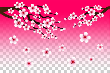 sakura falling petals vector on isolated background. 