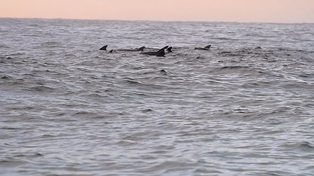 Dolphins playing at Tamarama Beach, Sydney Australia