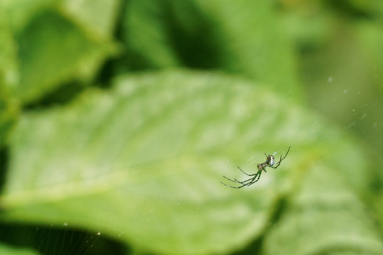 Close-up image of a long-legged spider with a spotted body rests on a web on a bush with a green background