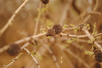 Nature close up dry plant fruit on branch