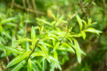Fototapeta na wymiar Aloysia citrodora - Lemon verbena's green leaves