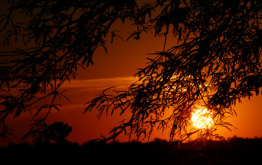 atardecer y arbol algarrobo