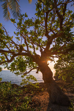 sun light backlit botong tree at the coast line with blue sky and blue sea