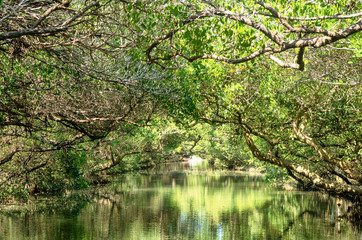 Sicao Mangrove Green Tunnel, also known as Taiwan’s own modest version of the Amazon River.  
