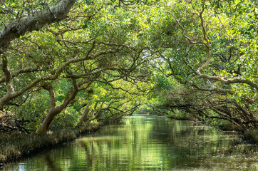 Fototapeta na wymiar Sicao Mangrove Green Tunnel, also known as Taiwan’s own modest version of the Amazon River. 