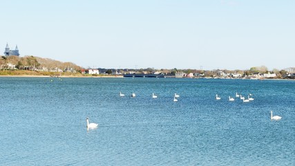 Fototapeta na wymiar Flock of white swans swimming and foraging in the bay and along the marsh