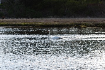 Obraz premium Flock of white swans swimming and foraging in the bay and along the marsh