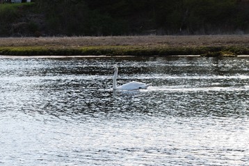 Flock of white swans swimming and  foraging in the bay and along the marsh