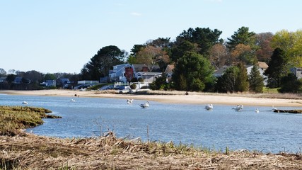 Flock of white swans roosting, swimming, and foraging along the marsh banks and in the bay on a summer afternoon
