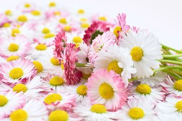 Daisy flowers spring bouquet on white and pink flowers