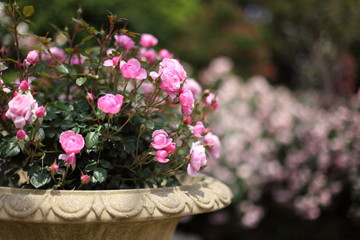 薔薇の咲く風景