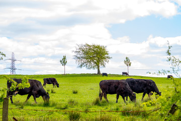 Herd of black free-range dairy cows in a field in Spring in the fields,  Glen Mavis, Scotland, UK