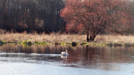 Swan swimming in a calm river past a large tree with red leaves
