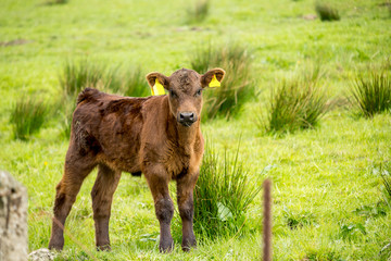 A brown calf in the fields in Spring, Glen Mavis, Scotland, UK © JulietPhotography