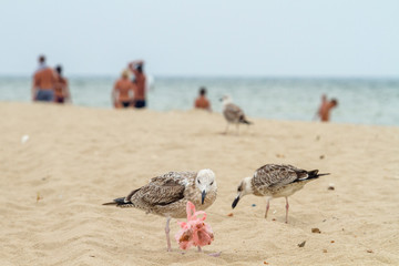 Two seagulls with a trash bag near on a beach by the sea, Black Sea, Zatoka, Odesa, Ukraine