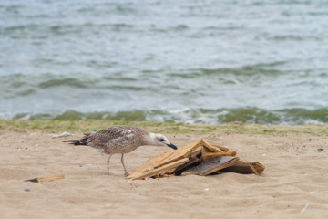 A seagull with a trash bag near on a beach by the sea, Black Sea, Zatoka, Odesa, Ukraine