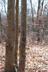 Deer antler rubbings / markings on tree trunks 