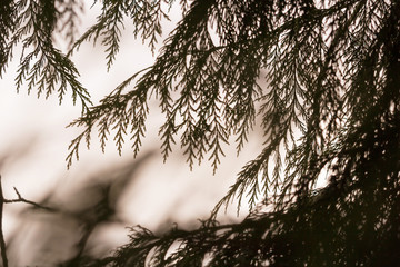 Blurry backround with pine trees