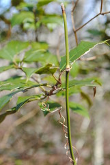 Holly branch with vine winding around it