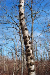 Fototapeta premium Oak burls on tree trunks on a sunny day in early spring