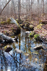 Small stream / running brook with mossy rocks and dead logs on its bank in the forest on a sunny day in early spring