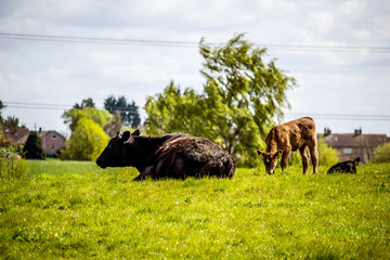 Naklejka na ściany i meble A herd of black and brown cows with young calves resting in the fields in Spring time, Glen Mavis, Scotland, UK