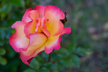 A closeup photo of a pink and yellow rose isolated against a green leafy background, petals have a crimson edge, yellow in center of flower.