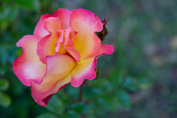 A closeup photo of a pink and yellow rose isolated against a green leafy background, petals have a crimson edge, yellow in center of flower.