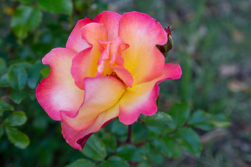 A closeup photo of a pink and yellow rose isolated against a green leafy background, petals have a crimson edge, yellow in center of flower.