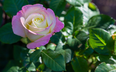A single lavender and white rose with a beam of sunlight shining on petals, in closeup against a dark green leafy background.