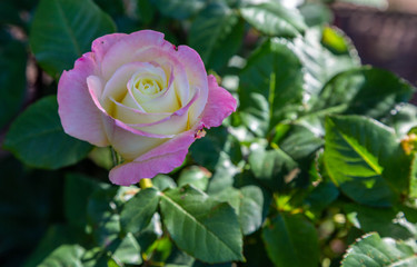 A single lavender and white rose with a beam of sunlight shining on petals, in closeup against a dark green leafy background.