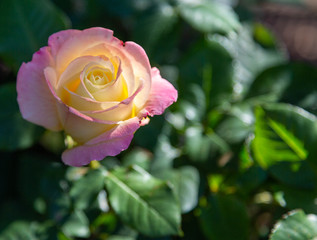 A single lavender and white rose with a beam of sunlight shining on petals, in closeup against a dark green leafy background.
