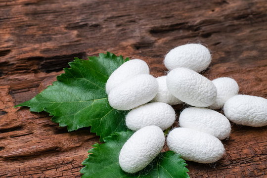 White Silk Cocoon