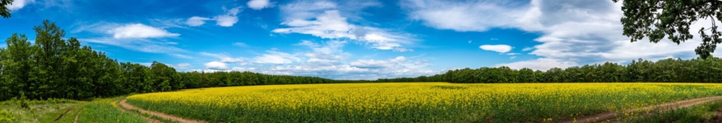 Obraz premium Beautiful yellow field 