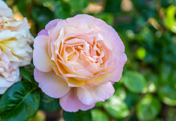 Closeup of a light pink rose set against a green background.